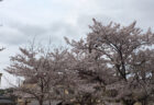 桜咲く！ ～岡山ケアセンター　デイサービス