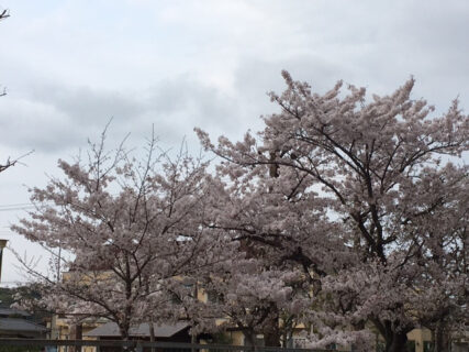 【大安寺東公園前】桜満開！