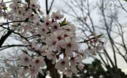 お花見散歩～苫田温泉 泉水デイサービス～