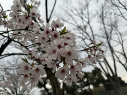 お花見散歩～苫田温泉 泉水デイサービス～