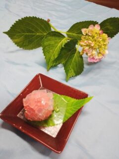 満開の紫陽花～両備ヘルシーケア浜町