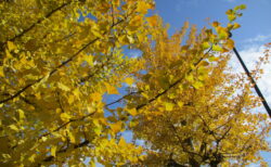 『紅葉ドライブに行きました🍂』両備ヘルシーケア玉島柏島