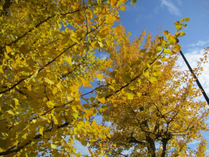 『紅葉ドライブに行きました🍂』両備ヘルシーケア玉島柏島