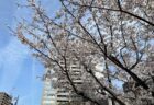風に舞う桜～両備ヘルシーケア浜町