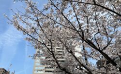 両備ヘルシーケア柳川周辺で楽しむ春の桜スポット