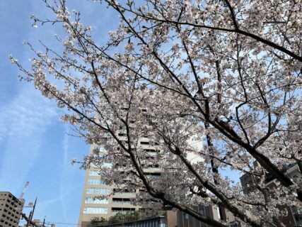 両備ヘルシーケア柳川周辺で楽しむ春の桜スポット