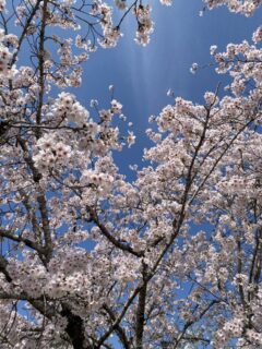 春の外出レク、桜の下で過ごす穏やかな時間（サン・オークス津山）