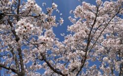 春の外出レク、桜の下で過ごす穏やかな時間（サン・オークス津山）