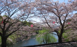 『丸山公園へお花見に行ってきました🌸』両備ヘルシーケア玉島柏島