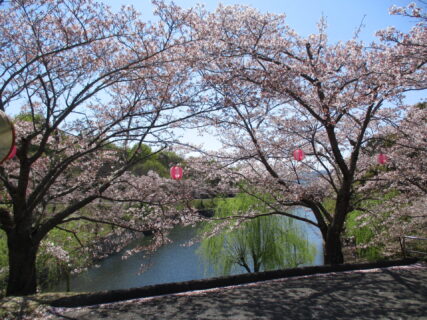 『丸山公園へお花見に行ってきました🌸』両備ヘルシーケア玉島柏島