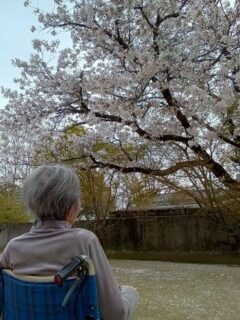 風に舞う桜~両備ヘルシーケア浜町