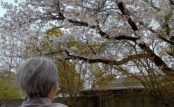 風に舞う桜～両備ヘルシーケア浜町
