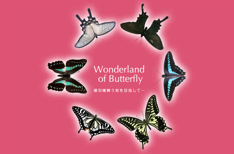 Wonderland of Butterfly